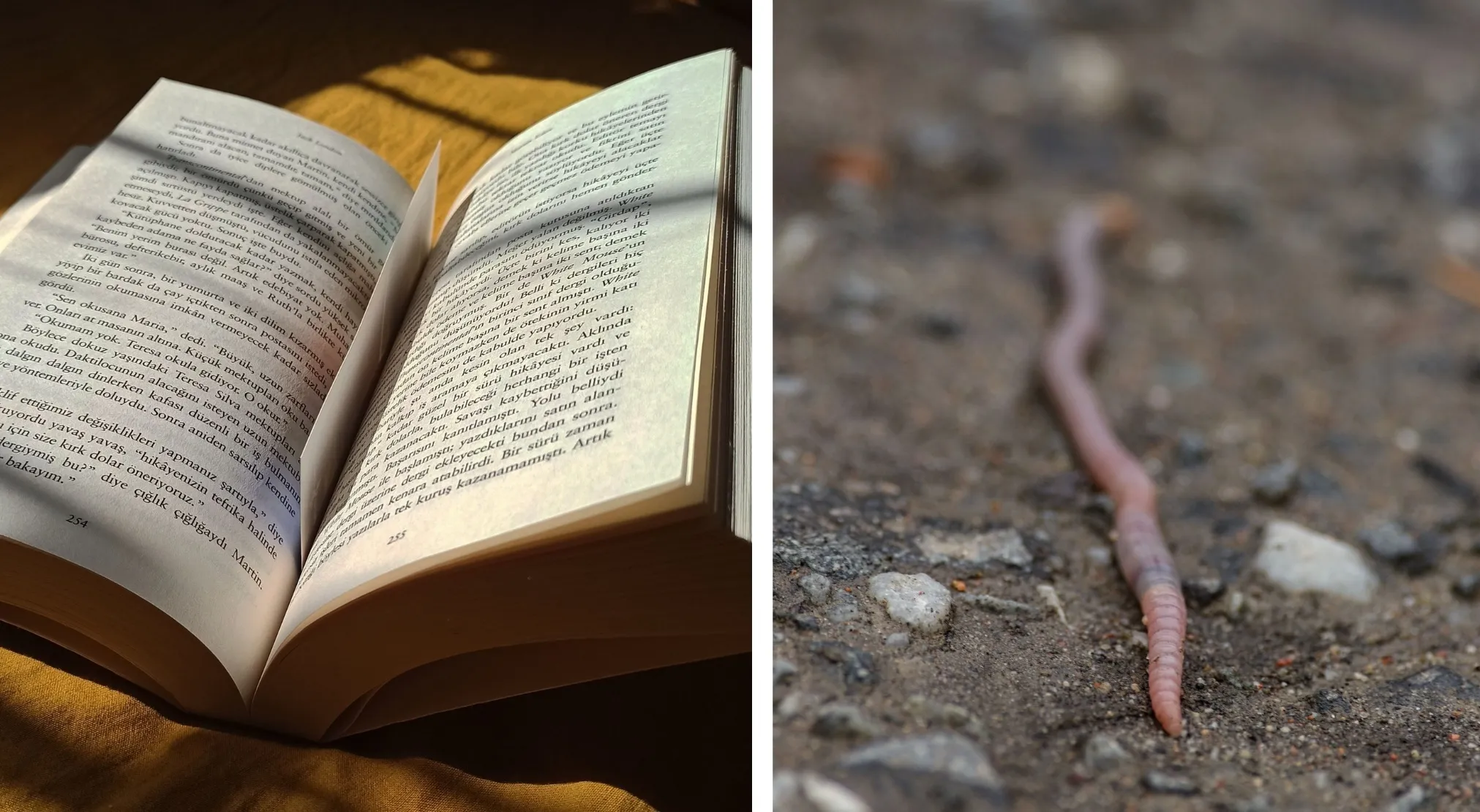 Identify the word created by these pictures: an open book lit by sunlight and a close-up of a pink worm on dirt.