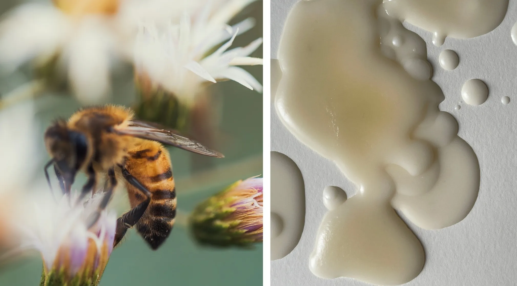 A fuzzy bee on a purple flower next to a splattering of pale yellow and white liquid. Hidden word challenge.