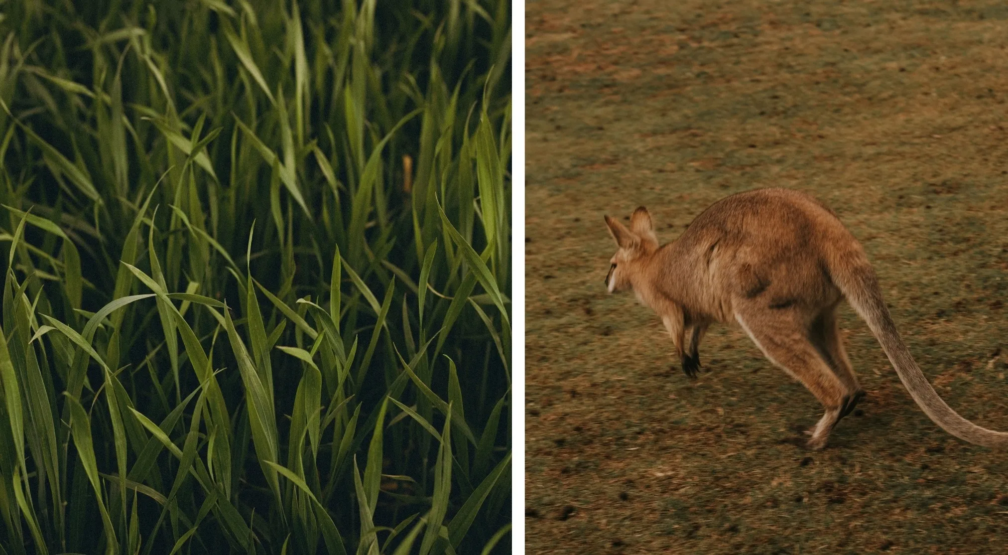 Two images: lush green grass on the left, a brown kangaroo hopping on dry ground on the right. Find the word.