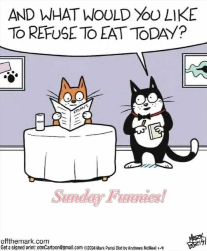 36 New Comics That Capture The Odd Little Habits Every Cat Owner Knows