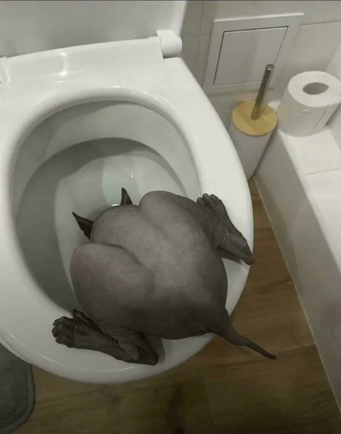Cursed_animal