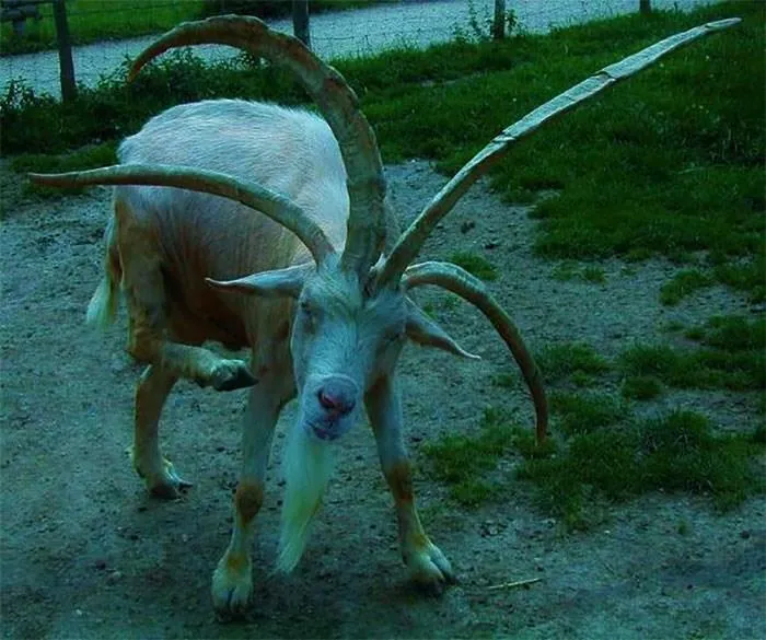 Cursed_goat