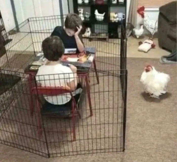 Cursed_coop