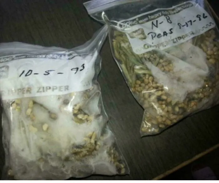 Two bags of old, moldy peas with dates 1993 and 1986, old products found at home.