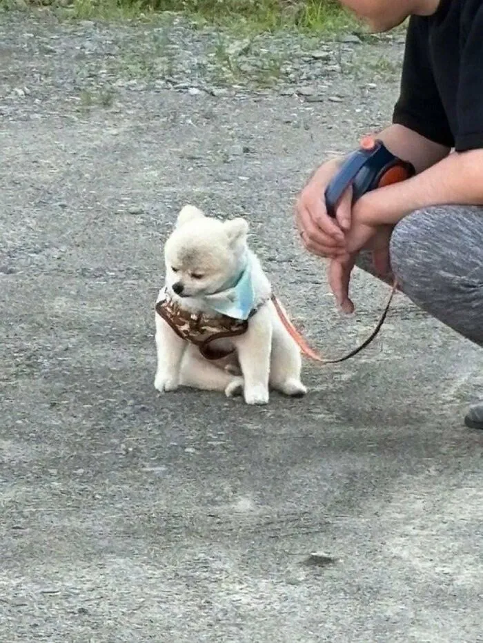 This Page Shared 25 New Pics Of Animals Which Turned Ordinary Situations Into Pure Comedy