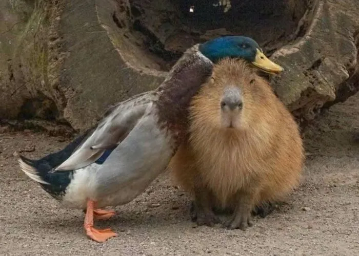 This Page Shared 25 New Pics Of Animals Which Turned Ordinary Situations Into Pure Comedy