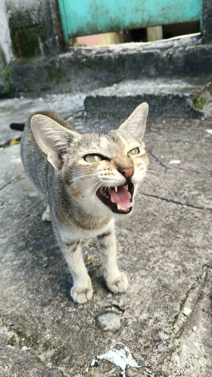 Tabby cat meowing near blue door outdoors