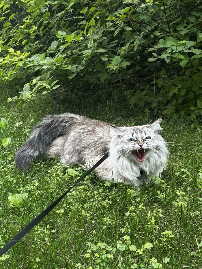 Fluffy cat meowing outdoors on a leash in grass