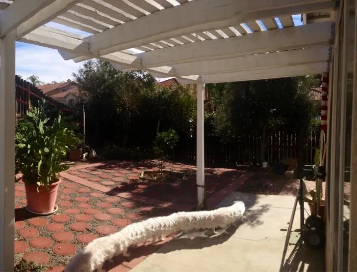 Taking A Panorama Of The Yard When The Dog Walked By. The Result