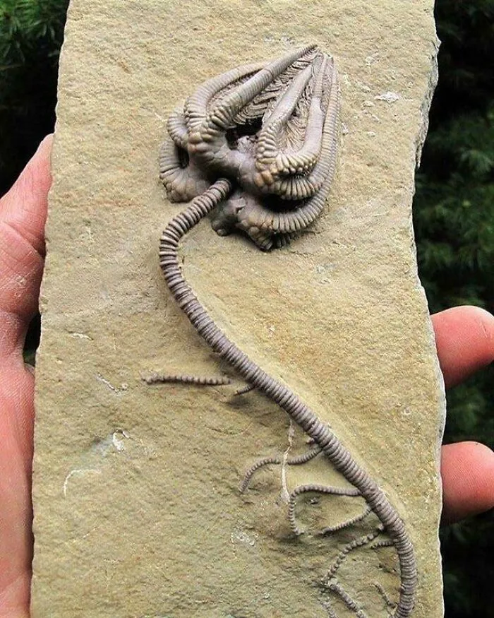 An Incredibly Intact Crinoid Specimen Fossil Dating Back To About 345 Million Years Ago