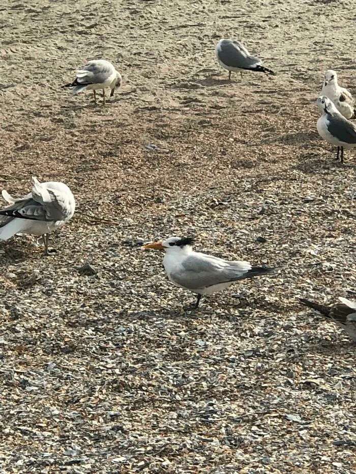 This Bird That Looks Like Danny Devito