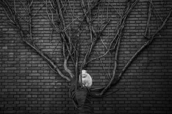 40 Street Photos That Prove You Never Know What’s Around The Corner