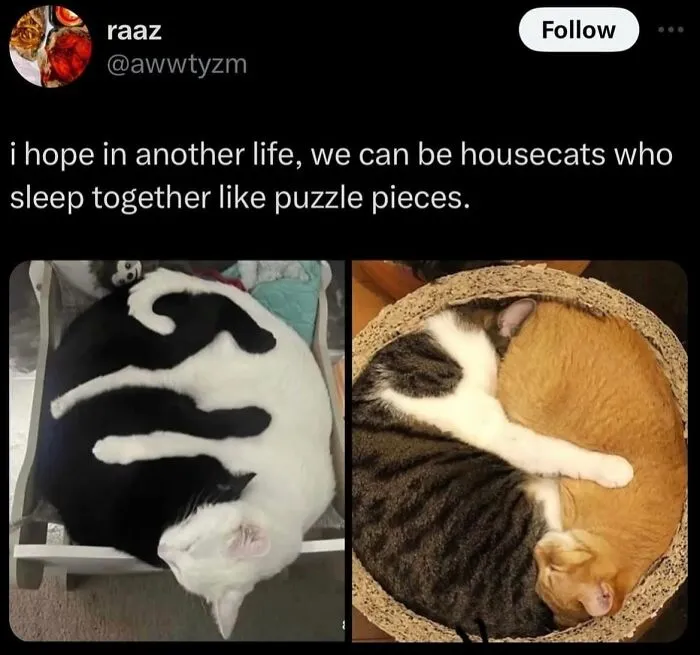 These 50 Memes Shared By This Page Capture The Wonderful Chaos Of Living With A Cat