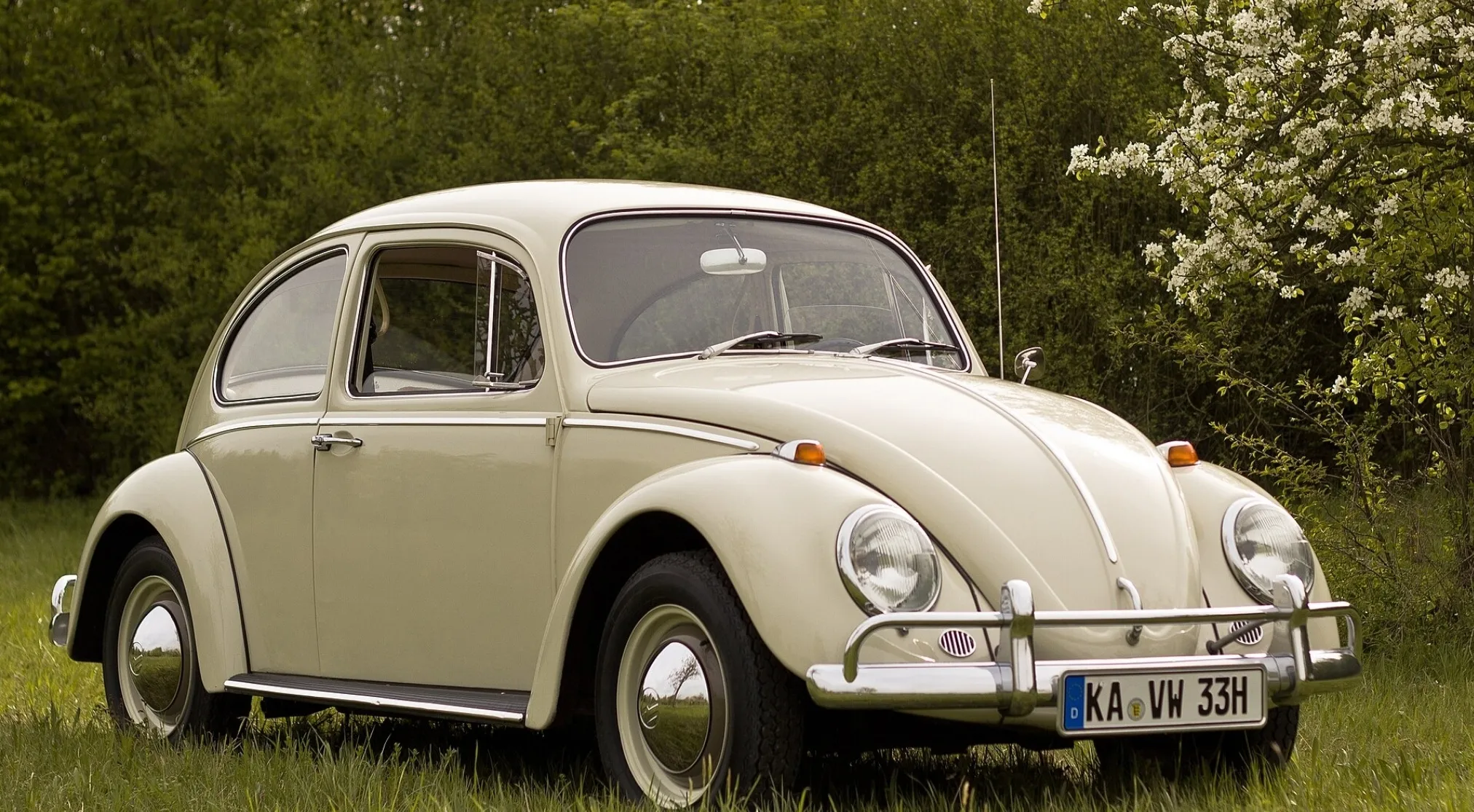 A vintage cream Volkswagen Beetle parked in a grassy field with green trees and white blossoms in the background. Weird History Facts.