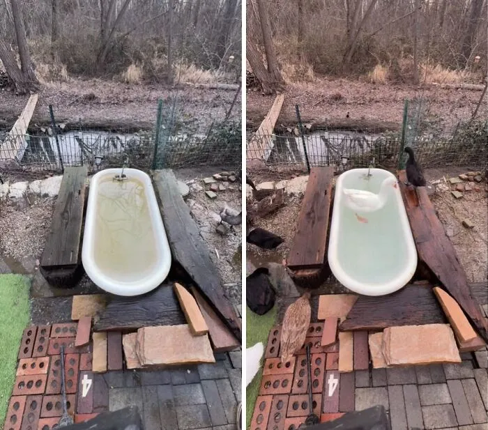 A split image captures a dirty bathtub in a rustic outdoor setting, which becomes clean and inviting after a satisfying power wash, now with ducks.