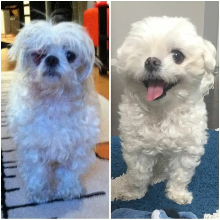 Before and after photos of a rescued pet Maltese, showing its transformation from scruffy to groomed and happy.