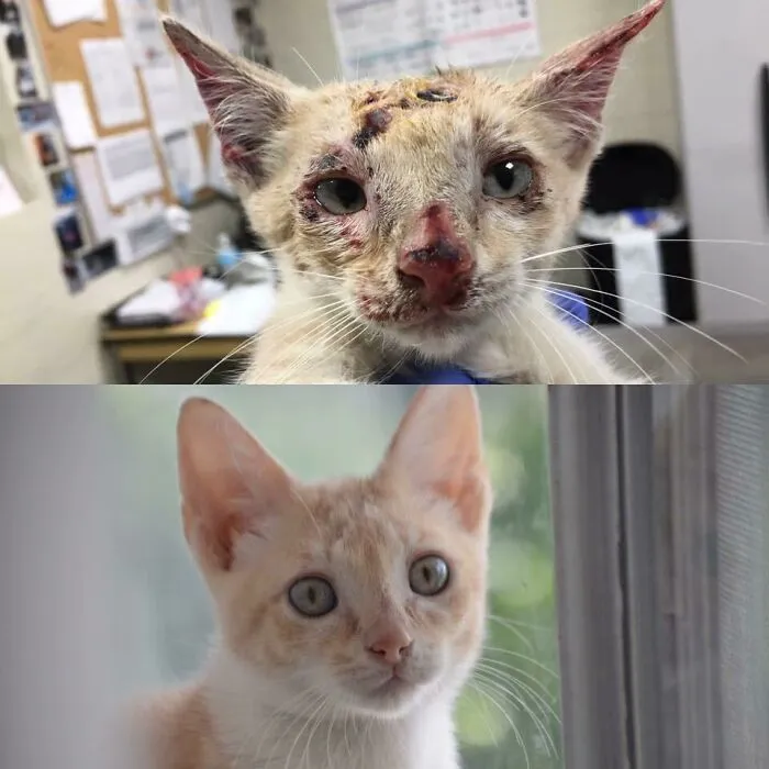 Before and after photos of a rescued pet, a severely injured kitten healing into a playful, healthy cat.