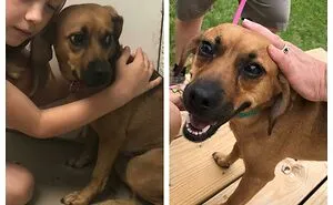 127 Pets Who Barely Look Like The Same Animals After Finding Loving Homes