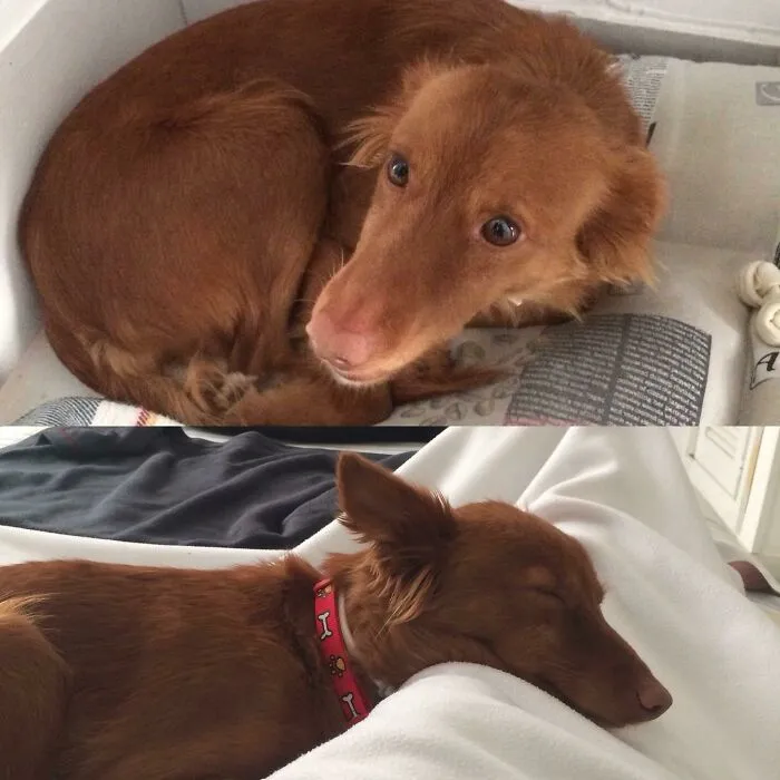 Before and after photos illustrate a rescued pet, a long-haired brown dog, looking comfortable and asleep.