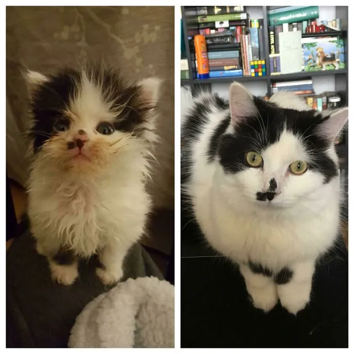 Before and after photos of rescued pets: a small, scruffy kitten with a distinctive nose spot grows into a fluffy, healthy cat.