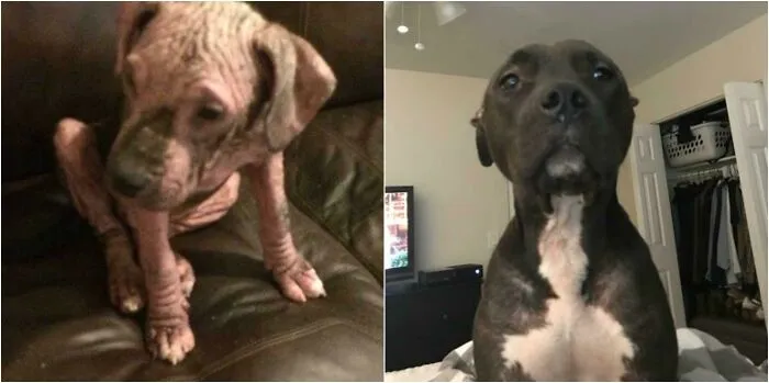 Before and after photos show a skinny, hairless rescued pet dog transforming into a healthy, happy companion.