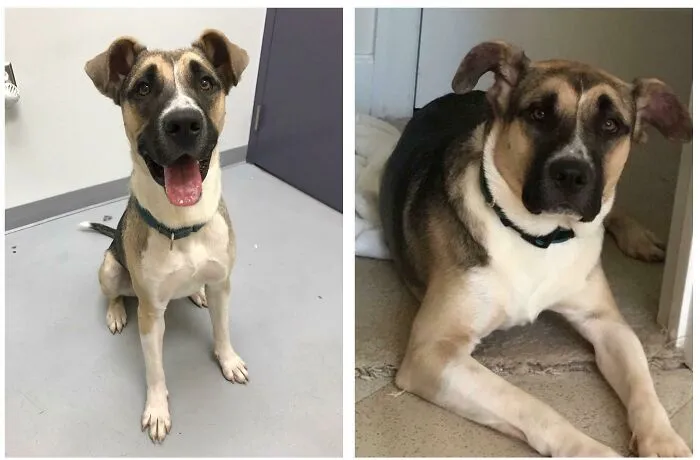 Before and after photos of a rescued pet, a dog, looking happy and healthy after being saved from the shelter.