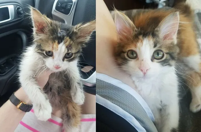 Before and after photos of a rescued pet, a tiny calico kitten, looking clean and happy after being rescued.