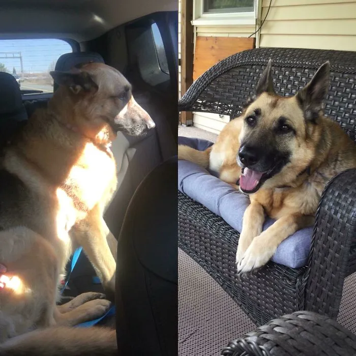 Before and after photos of a rescued pet, a German Shepherd, enjoying its new life after rescue from the shelter.