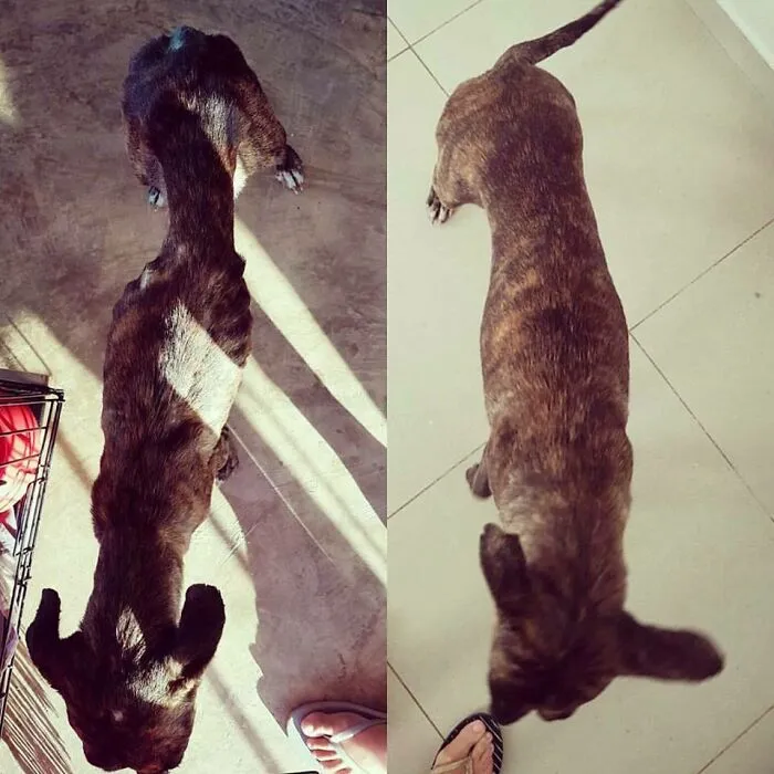 Before and after overhead shots illustrating the weight gain and recovery of a rescued pet dog.