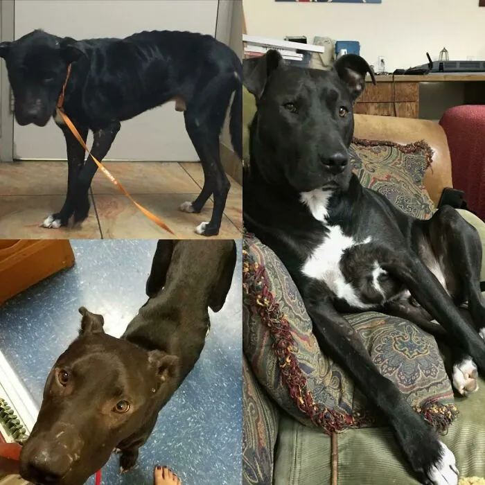Before and after photos of rescued pets: a skinny black dog transformed into a healthy, relaxed companion.