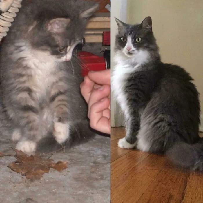 Before and after photo of a gray and white kitten to a healthy cat. This rescued pet is happy and thriving.