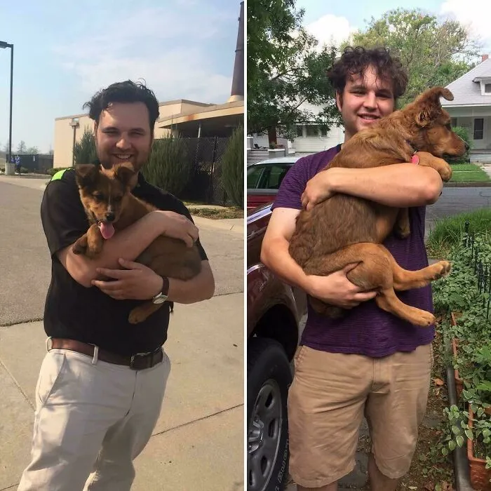 Before and after photos of rescued pets: a man holding a small brown puppy and then a larger, happy dog.