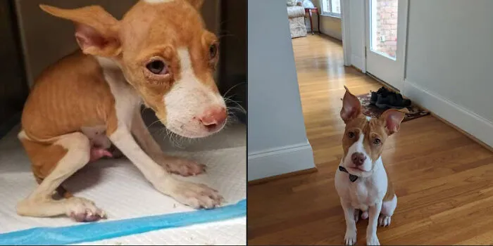 Before and after photos of a rescued pet: a scrawny, sad dog in a cage compared to a healthy, happy dog indoors.