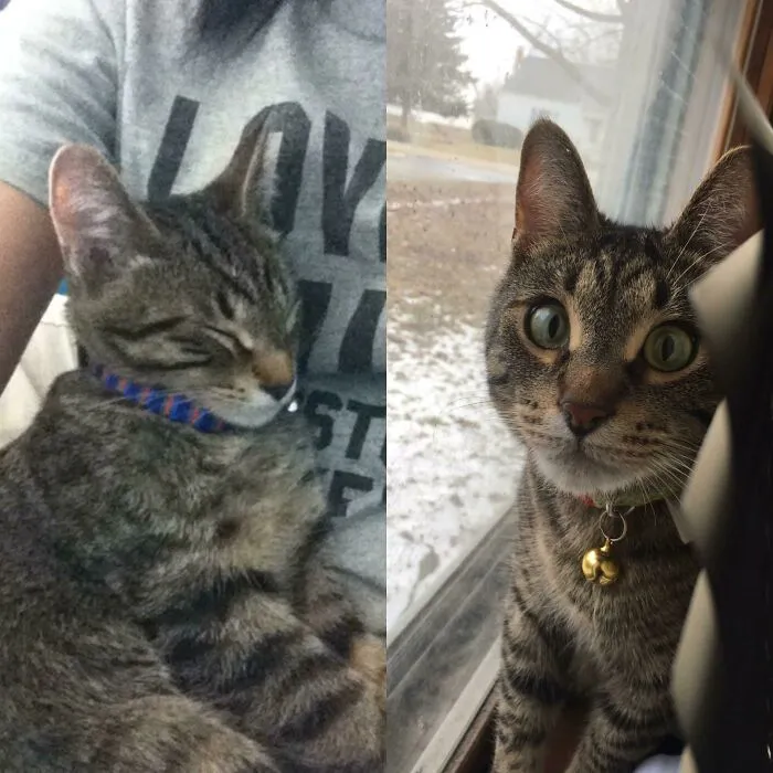 Before and after photo of a rescued pet, a tabby cat, showing its transformation from shy to curious.