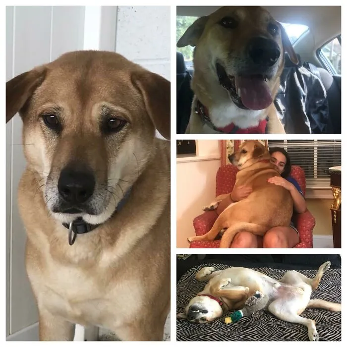 Before and after photos of a tan rescued pet, a happy dog in a car, sitting on a lap, and playing.