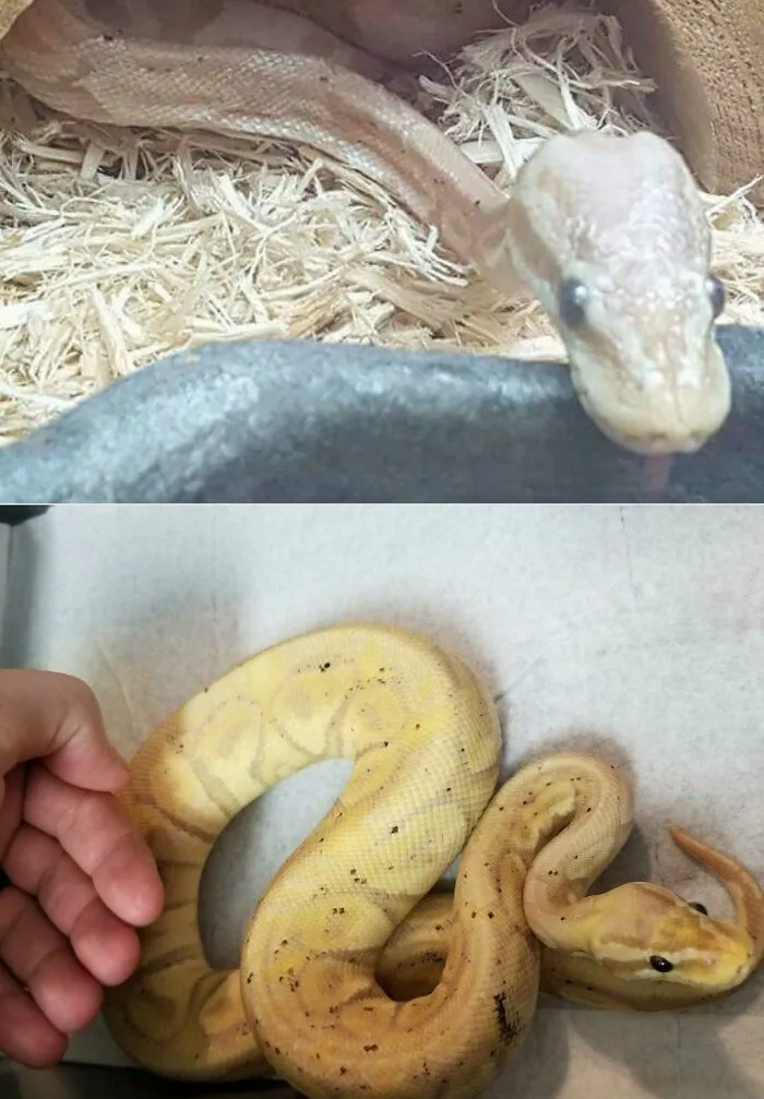 Before and after photos of rescued pets: A snake before and after being rescued.