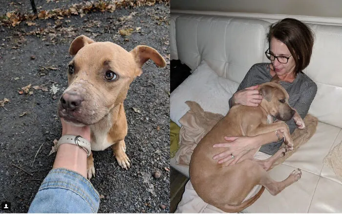 Before and after photos of a tan rescued pet, a small dog becoming a beloved companion.