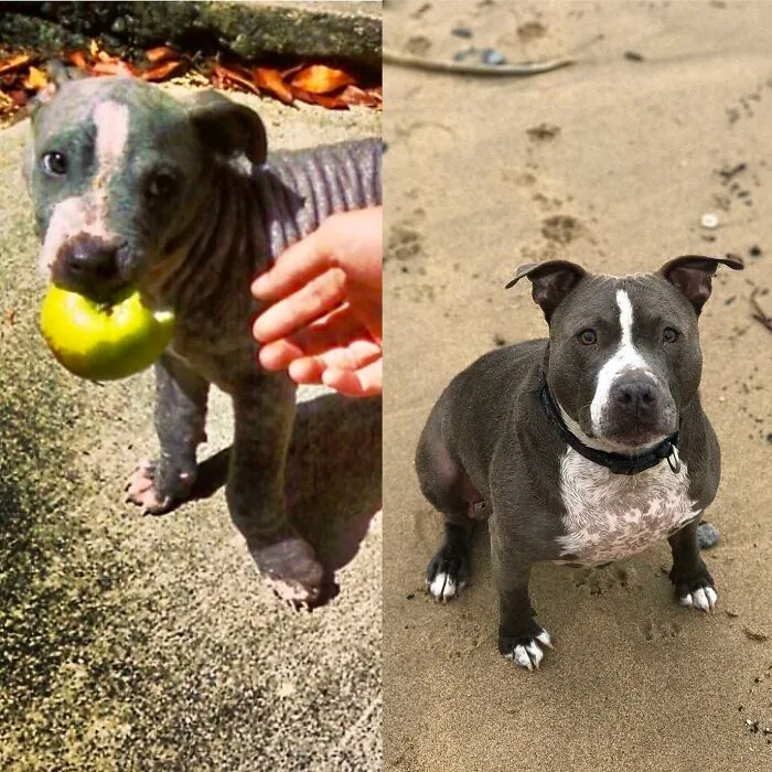 Before and after photos of a rescued pitbull, highlighting its incredible improvement.