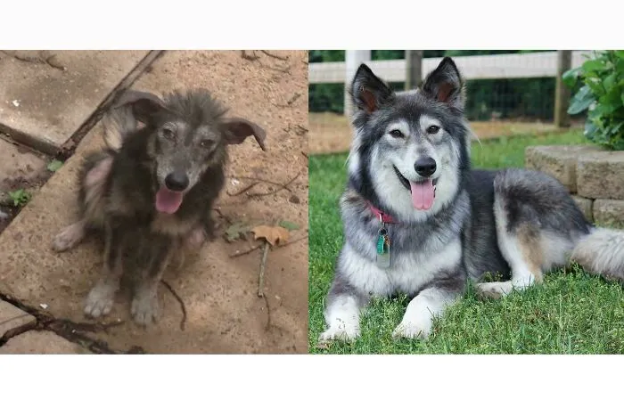 Before and after photos of a rescued dog, showcasing its remarkable recovery and beautiful fur.