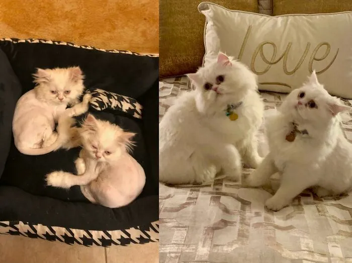 Before and after photos of two white rescued pets, fluffy and healthy after being adopted.