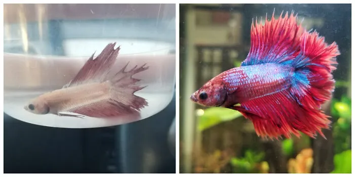 Before and after photo of a rescued pet, a Betta fish, showing its vibrant transformation.