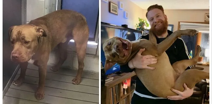 Before and after photos of a happy rescued dog in a man's arms, showing its transformation.