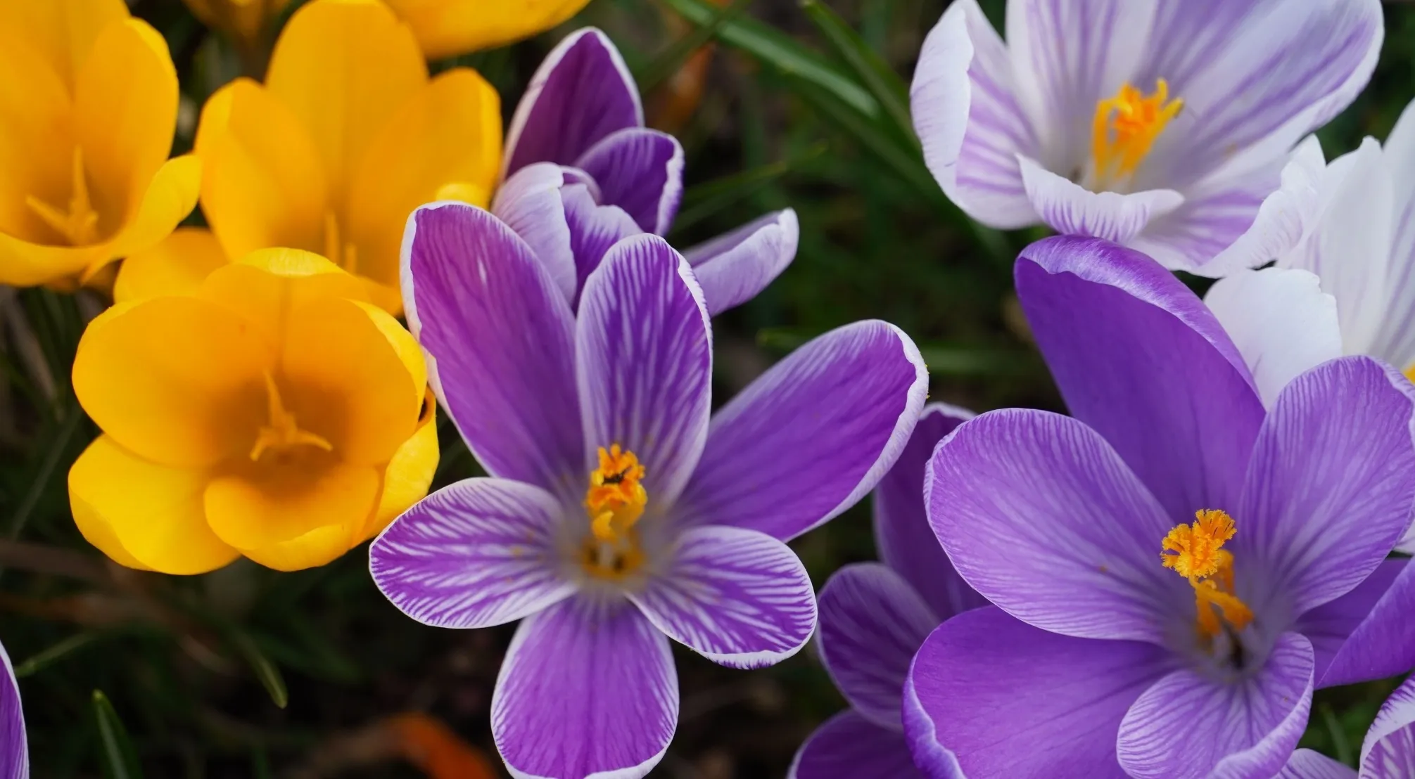 Yellow and purple crocuses blooming in a garden. This elementary school visual helps illustrate complementary colors.