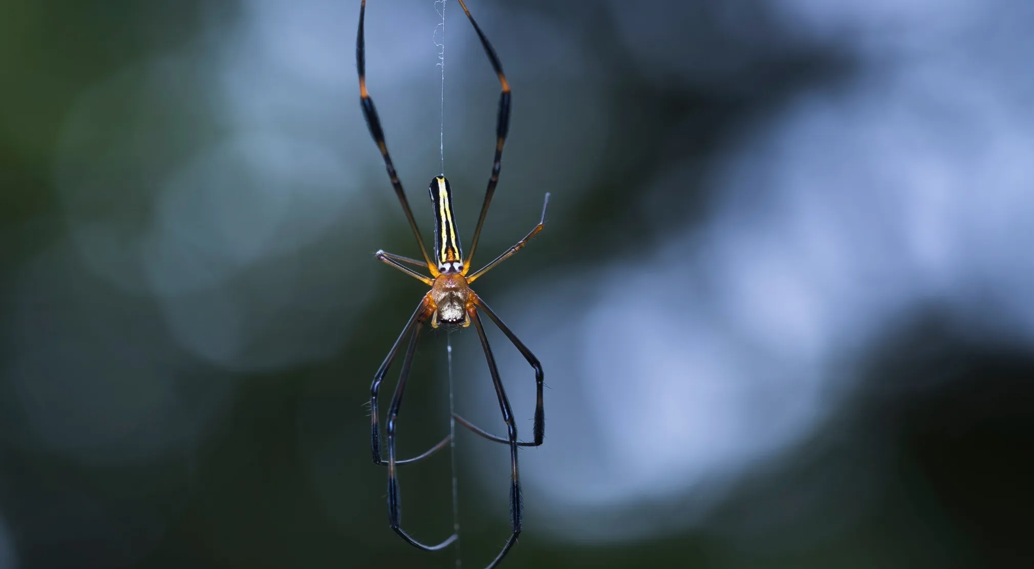 Close-up of a spider hanging from its web, relevant for elementary school true or false questions about insects.