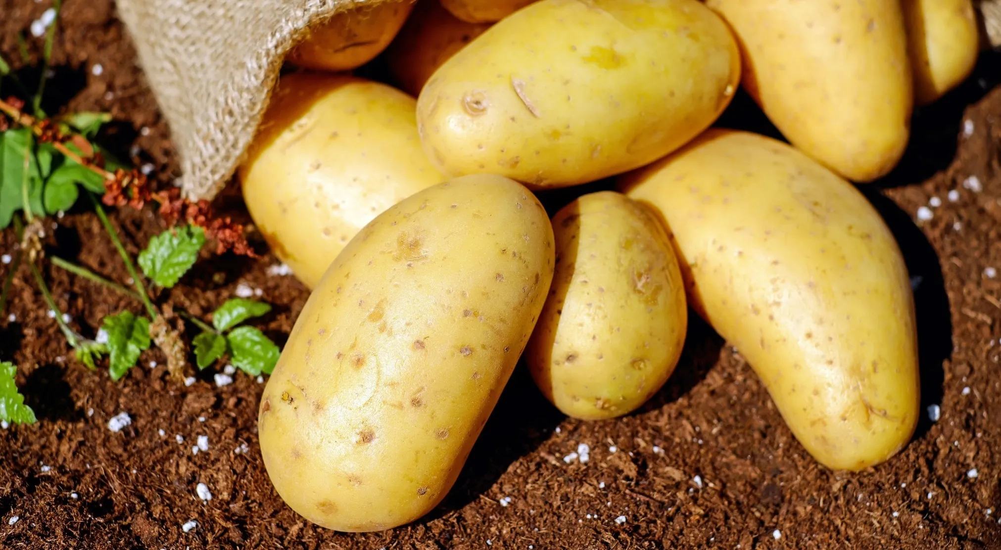 Freshly harvested potatoes spilling from a burlap sack onto rich brown soil, ideal for elementary school true or false questions.