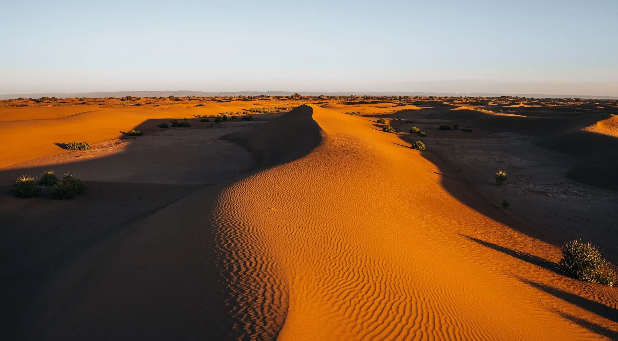 Vast desert landscape at sunrise with long shadows, golden sand dunes, and sparse shrubs. Elementary school true or false.