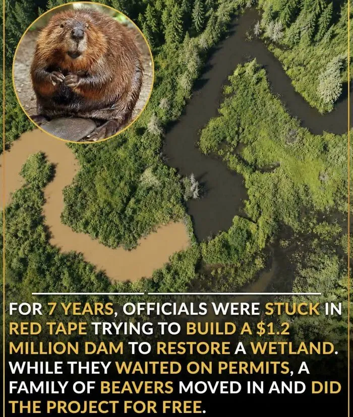 Beaver Funny …