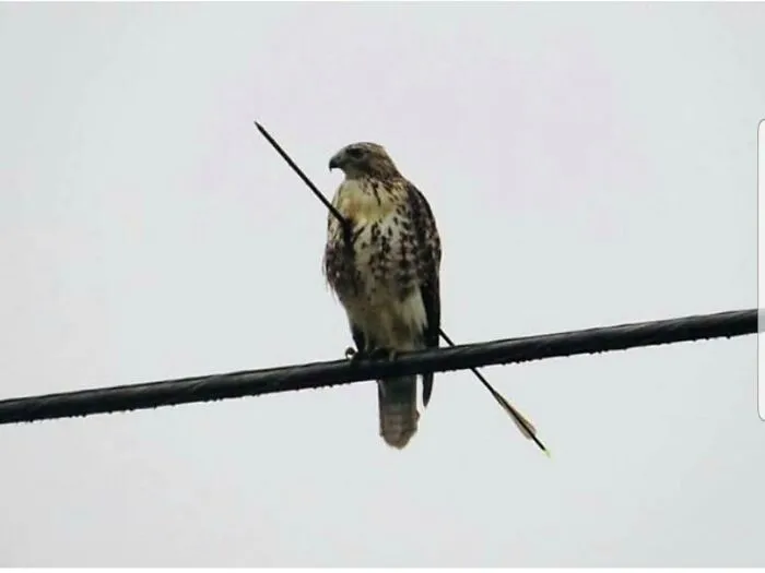 A hawk perched on a power line with an arrow pierced through it, a truly fascinating find.