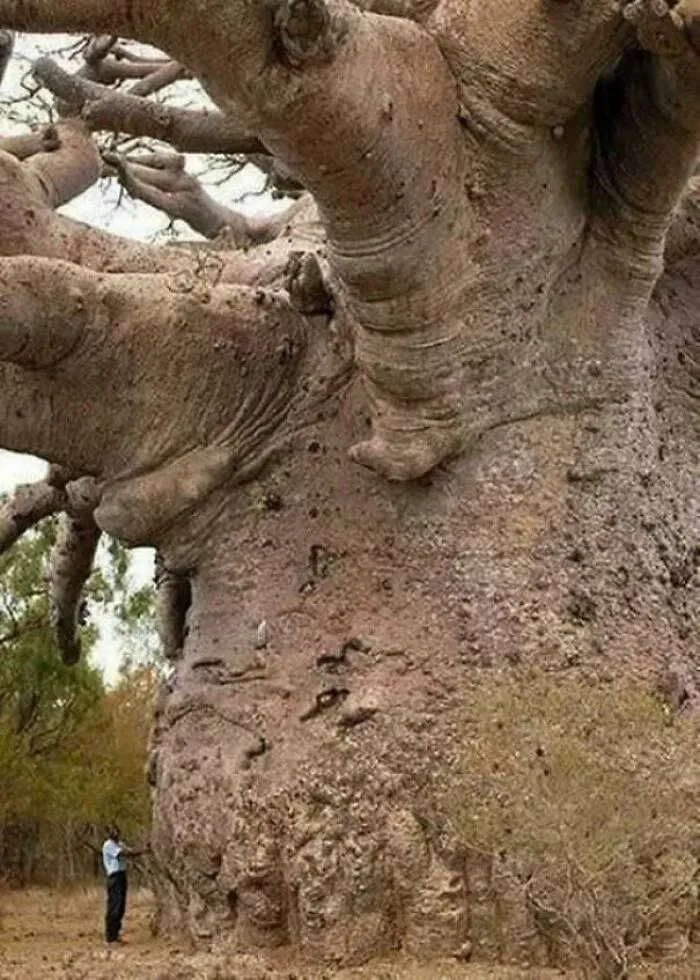 A massive, ancient baobab tree with a person standing at its base for scale, a fascinating find in nature.