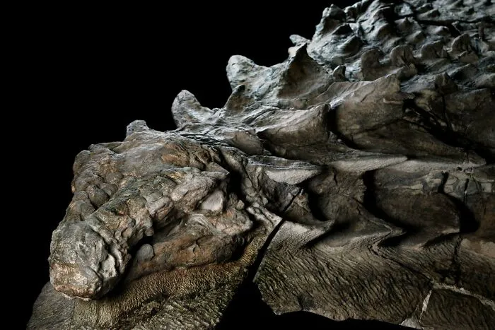 A fascinating find: Close-up of a well-preserved dinosaur fossil with intricate scale details.